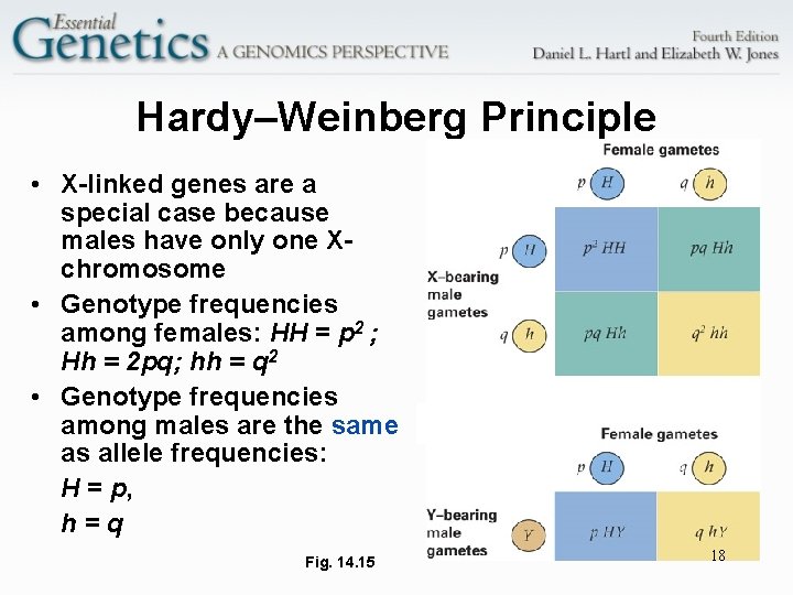 Hardy–Weinberg Principle • X-linked genes are a special case because males have only one