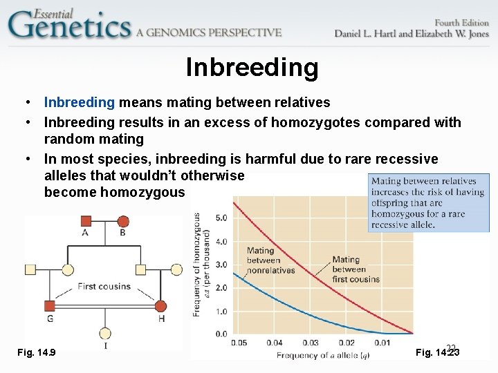 Inbreeding • Inbreeding means mating between relatives • Inbreeding results in an excess of