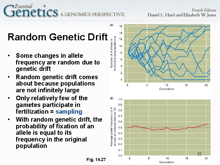 Random Genetic Drift • Some changes in allele frequency are random due to genetic