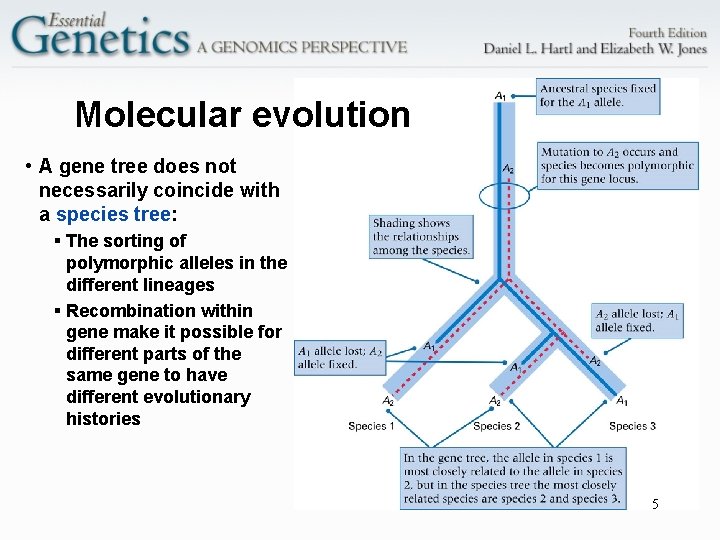 Molecular evolution • A gene tree does not necessarily coincide with a species tree: