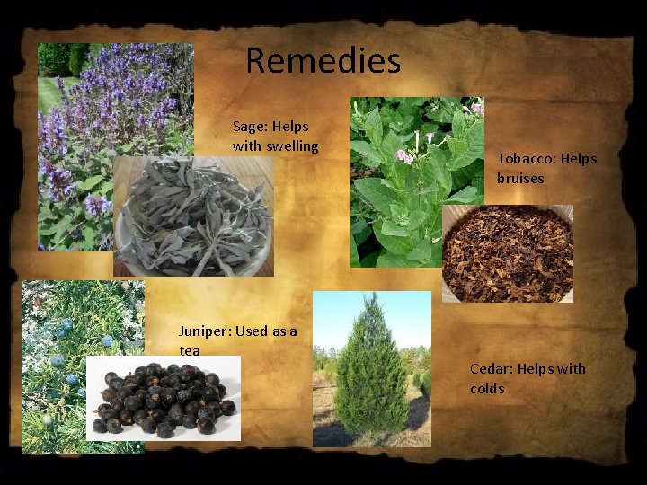 Remedies Sage: Helps with swelling Juniper: Used as a tea Tobacco: Helps bruises Cedar: Remedies Sage: Helps with swelling Juniper: Used as a tea Tobacco: Helps bruises Cedar:
