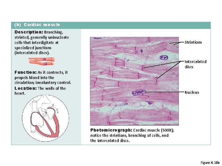 (b) Cardiac muscle Description: Branching, striated, generally uninucleate cells that interdigitate at specialized junctions