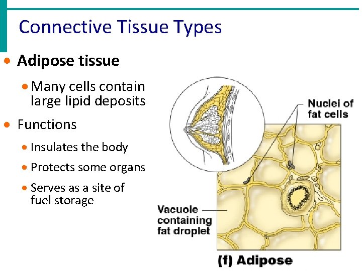 Connective Tissue Types · Adipose tissue · Many cells contain large lipid deposits ·