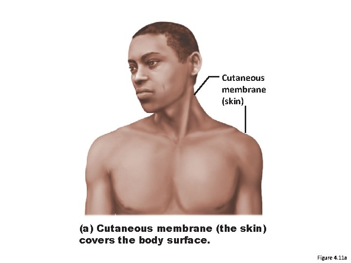 Cutaneous membrane (skin) (a) Cutaneous membrane (the skin) covers the body surface. Figure 4.