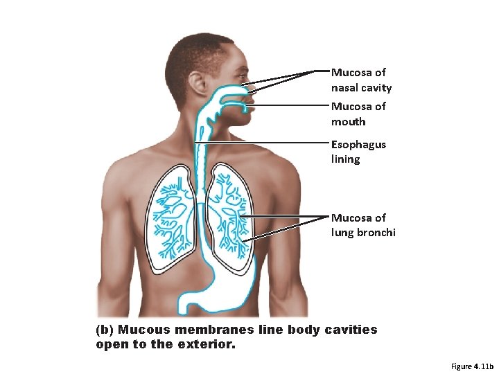 Mucosa of nasal cavity Mucosa of mouth Esophagus lining Mucosa of lung bronchi (b)