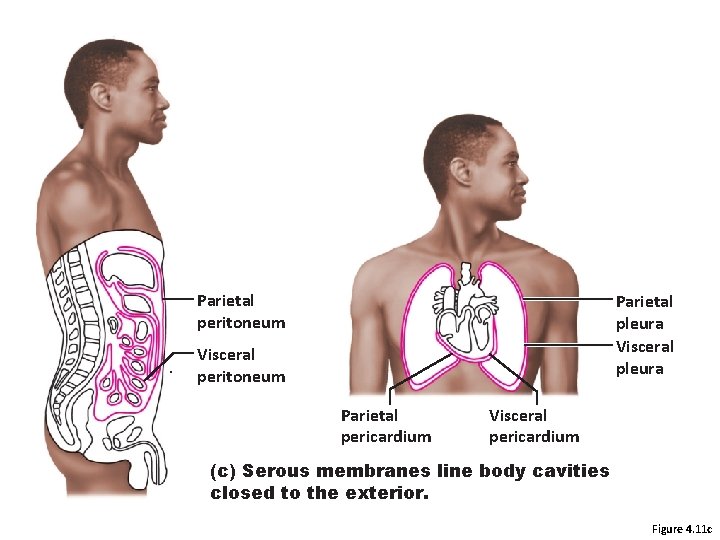 Parietal peritoneum Parietal pleura Visceral peritoneum Parietal pericardium Visceral pericardium (c) Serous membranes line