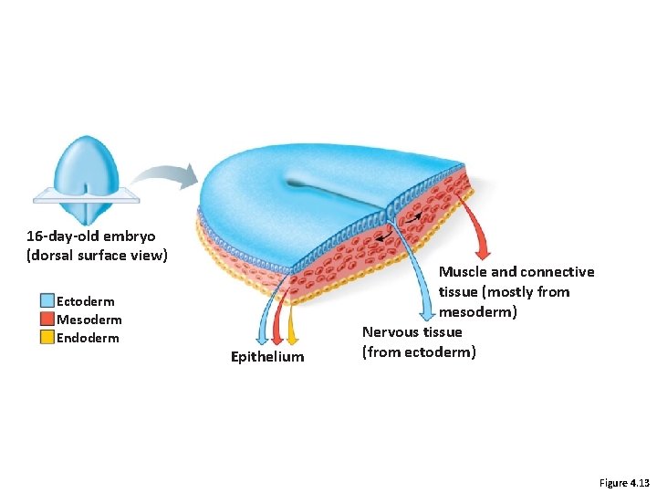 16 -day-old embryo (dorsal surface view) Ectoderm Mesoderm Endoderm Epithelium Muscle and connective tissue