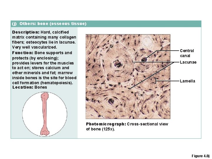 (j) Others: bone (osseous tissue) Description: Hard, calcified matrix containing many collagen fibers; osteocytes