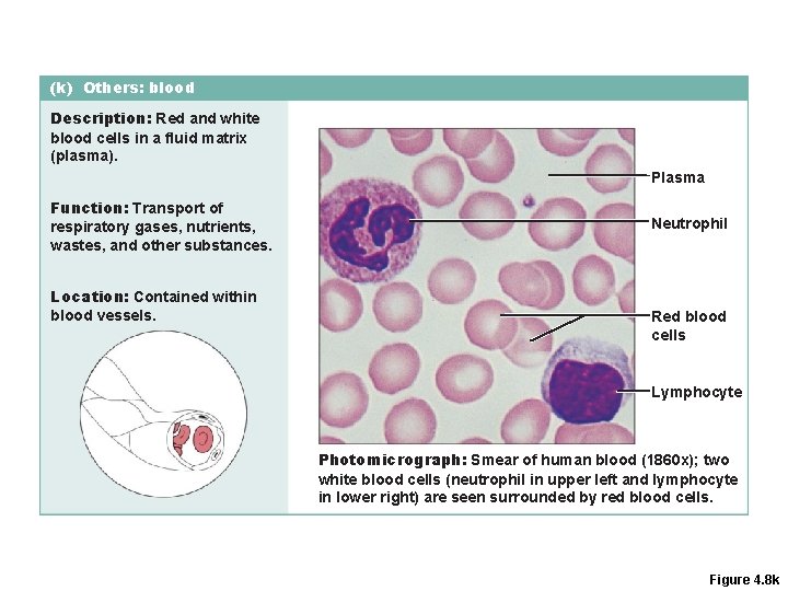 (k) Others: blood Description: Red and white blood cells in a fluid matrix (plasma).