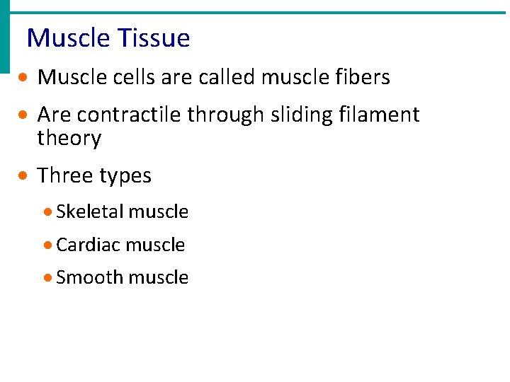 Muscle Tissue · Muscle cells are called muscle fibers · Are contractile through sliding