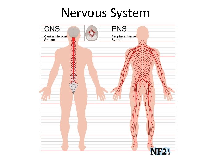 Nervous System 