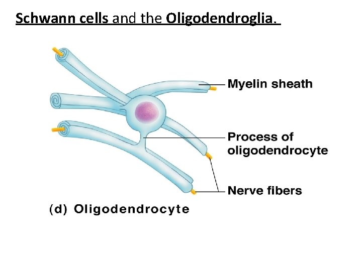 Schwann cells and the Oligodendroglia. 