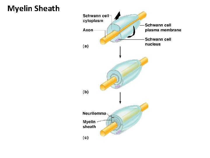 Myelin Sheath 