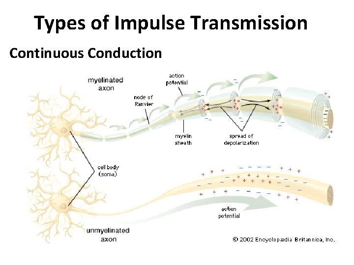 Types of Impulse Transmission Continuous Conduction 