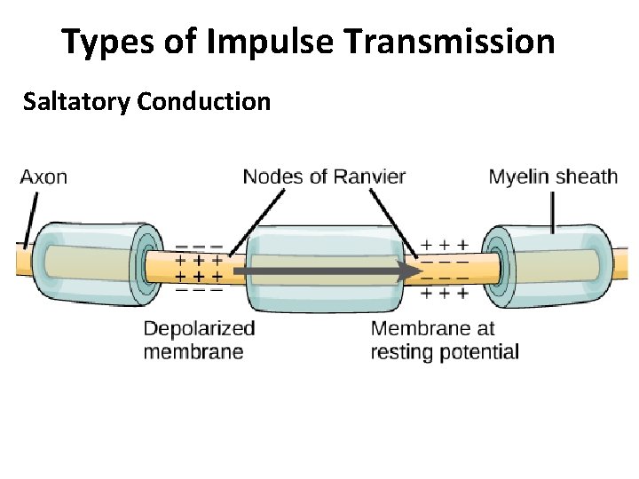 Types of Impulse Transmission Saltatory Conduction 