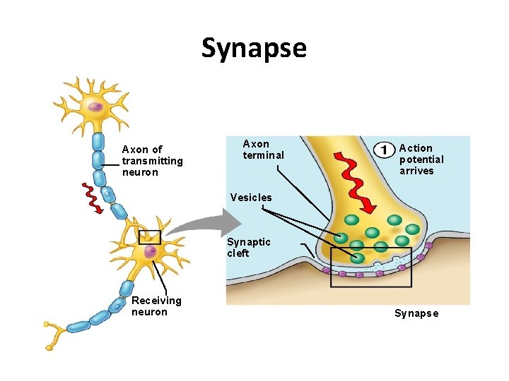 Synapse Axon of transmitting neuron Axon terminal Action potential arrives Vesicles Synaptic cleft Receiving