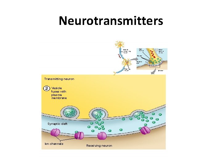 Neurotransmitters Axon of transmitting neuron Axon terminal Action potential arrives Vesicles Synaptic cleft Receiving