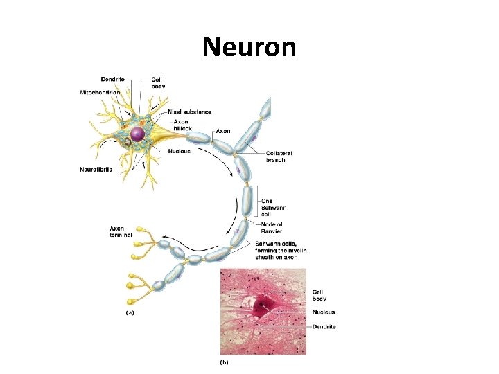 Neuron 