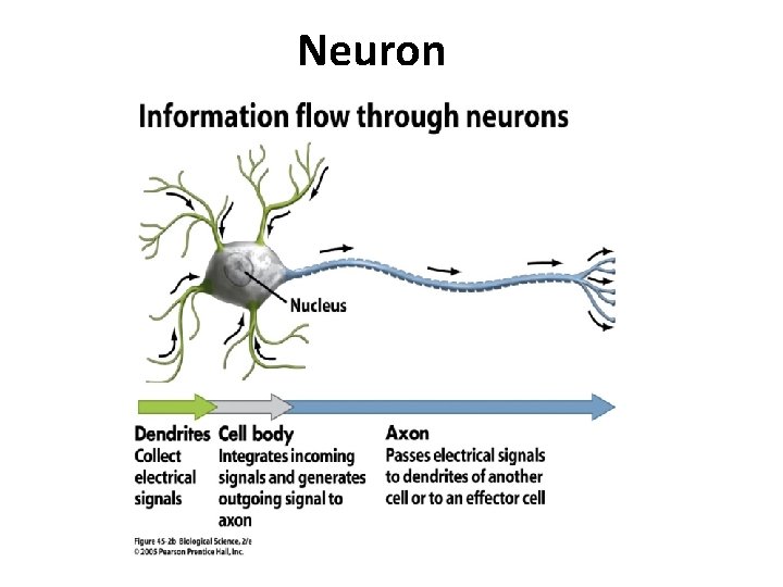 Neuron 