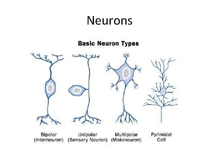 Neurons 