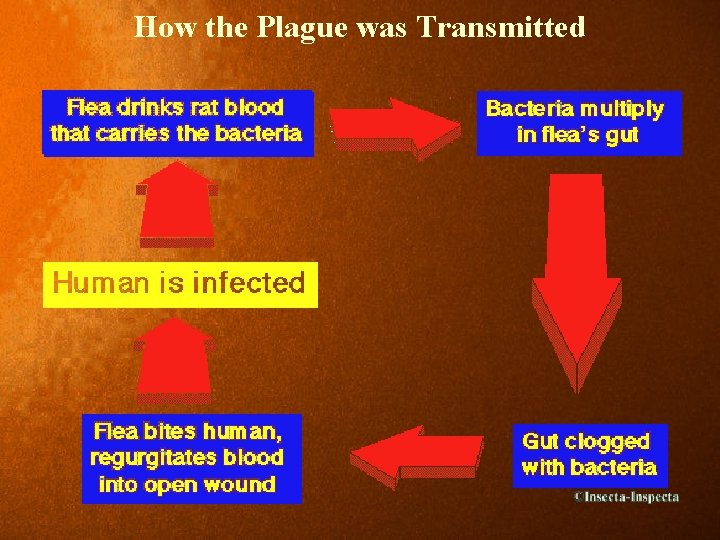 How the Plague was Transmitted 