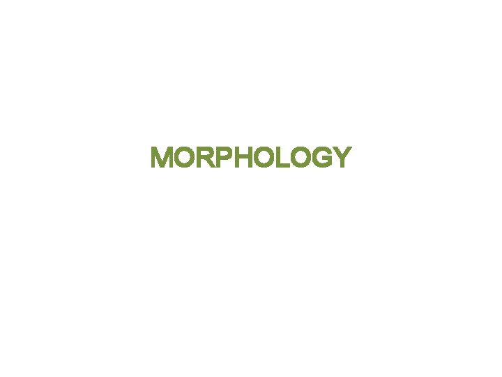 MORPHOLOGY 