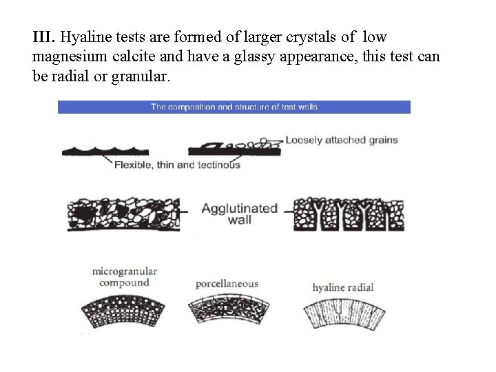 III. Hyaline tests are formed of larger crystals of low magnesium calcite and have