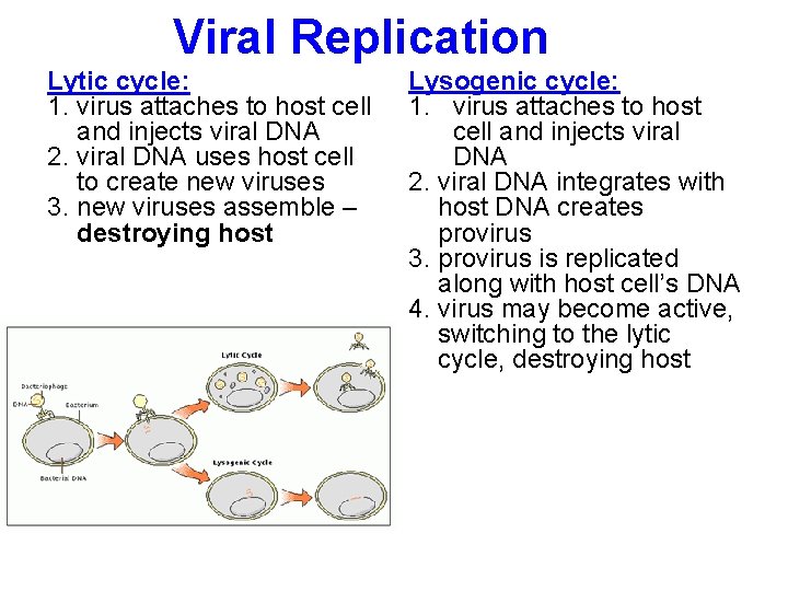 Viral Replication Lytic cycle: 1. virus attaches to host cell and injects viral DNA