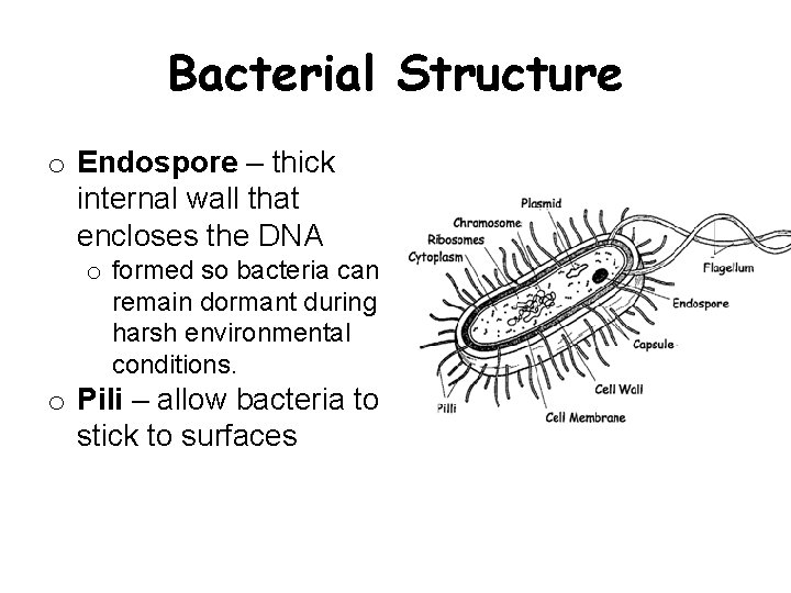 Bacterial Structure o Endospore – thick internal wall that encloses the DNA o formed