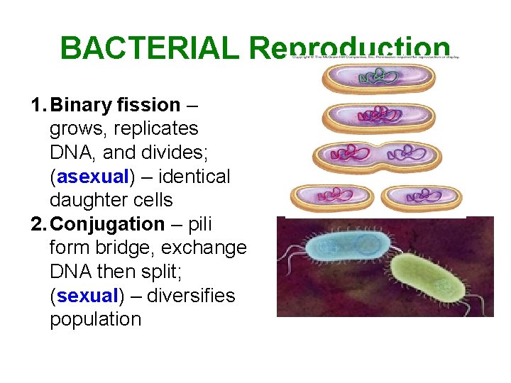 BACTERIAL Reproduction 1. Binary fission – grows, replicates DNA, and divides; (asexual) – identical