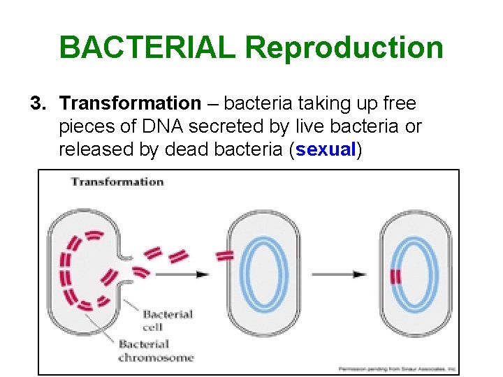 BACTERIAL Reproduction 3. Transformation – bacteria taking up free pieces of DNA secreted by