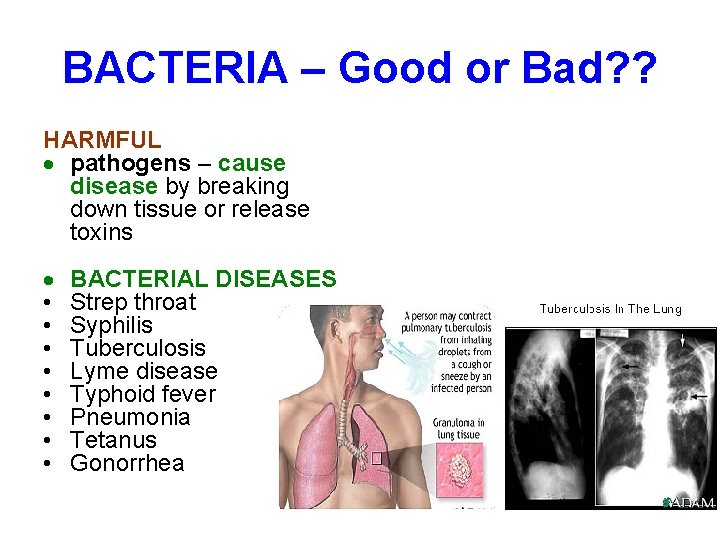 BACTERIA – Good or Bad? ? HARMFUL pathogens – cause disease by breaking down