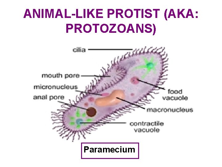 ANIMAL-LIKE PROTIST (AKA: PROTOZOANS) Paramecium 
