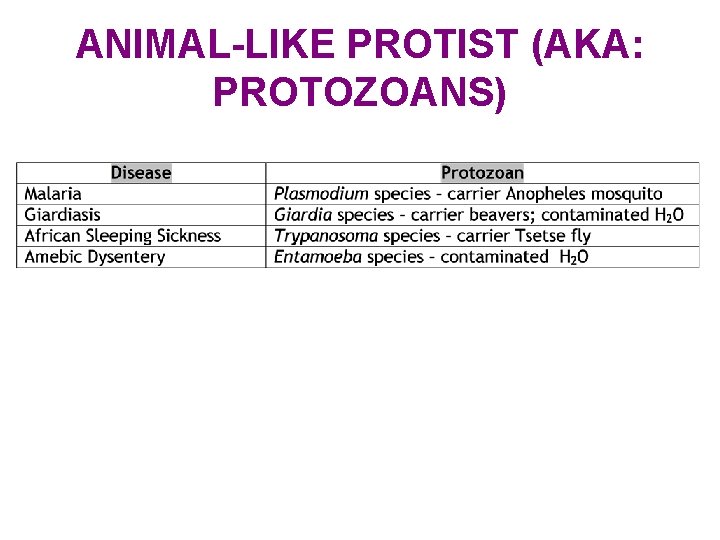 ANIMAL-LIKE PROTIST (AKA: PROTOZOANS) 