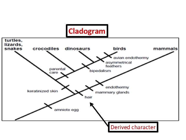 Cladogram Derived character 