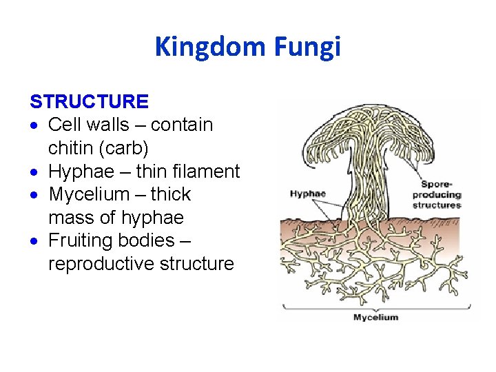 Kingdom Fungi STRUCTURE Cell walls – contain chitin (carb) Hyphae – thin filament Mycelium