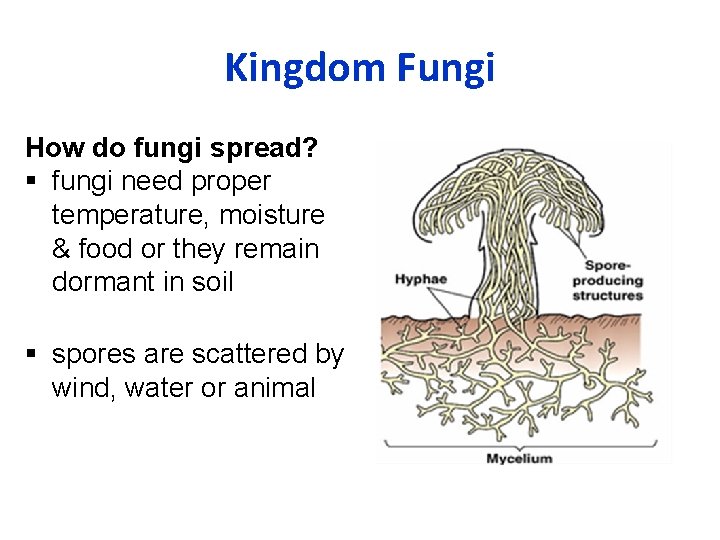 Kingdom Fungi How do fungi spread? fungi need proper temperature, moisture & food or