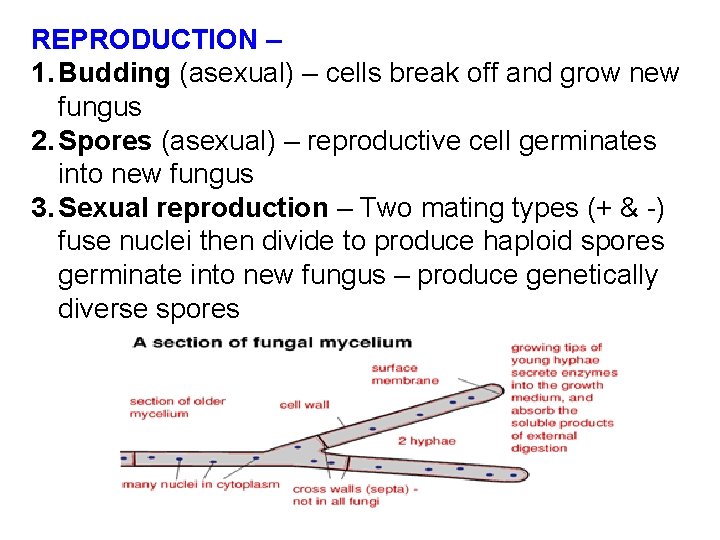 REPRODUCTION – 1. Budding (asexual) – cells break off and grow new fungus 2.