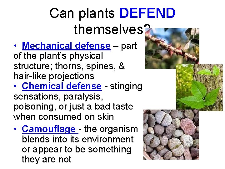 Can plants DEFEND themselves? • Mechanical defense – part of the plant’s physical structure;