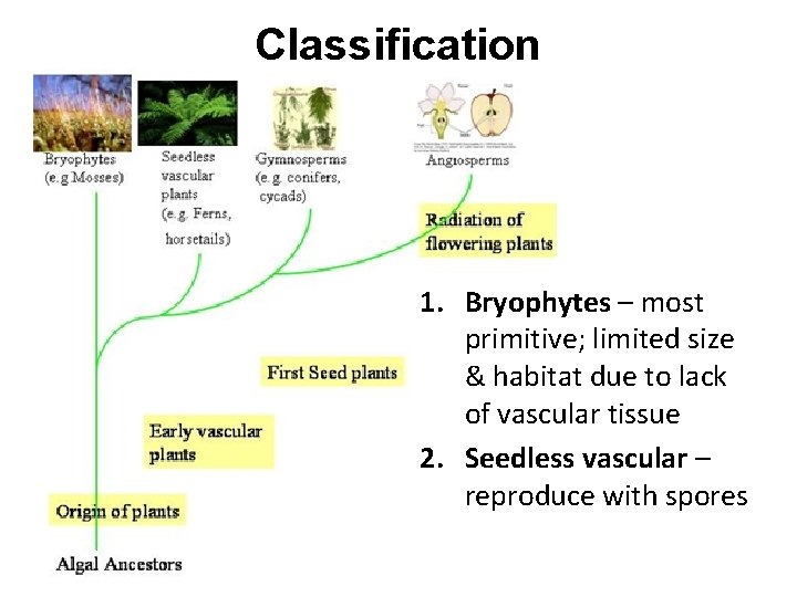 Classification 1. Bryophytes – most primitive; limited size & habitat due to lack of