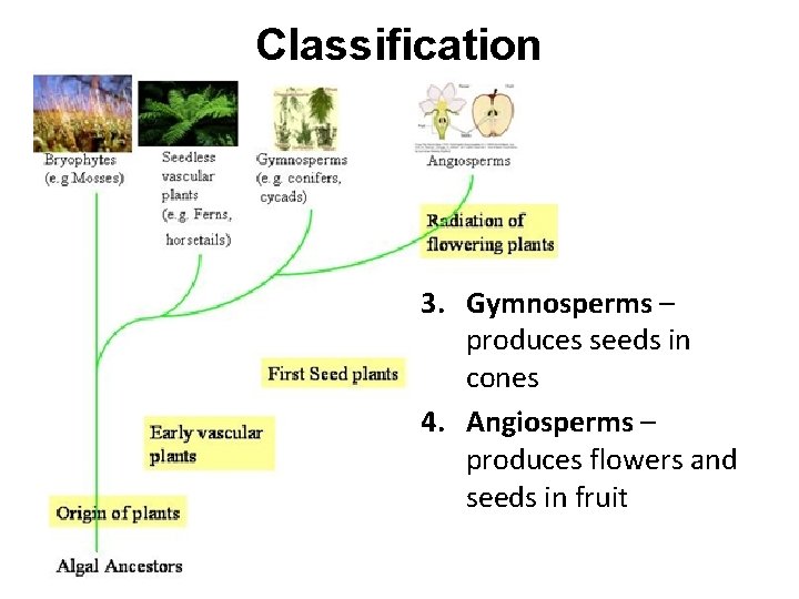 Classification 3. Gymnosperms – produces seeds in cones 4. Angiosperms – produces flowers and