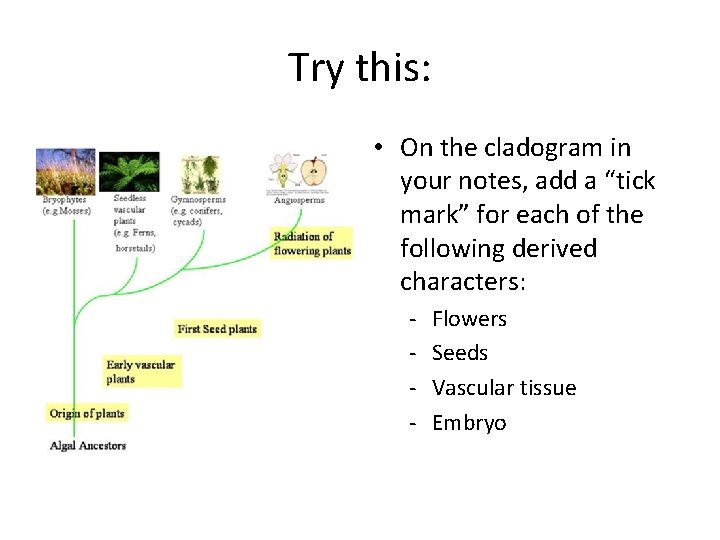 Try this: • On the cladogram in your notes, add a “tick mark” for