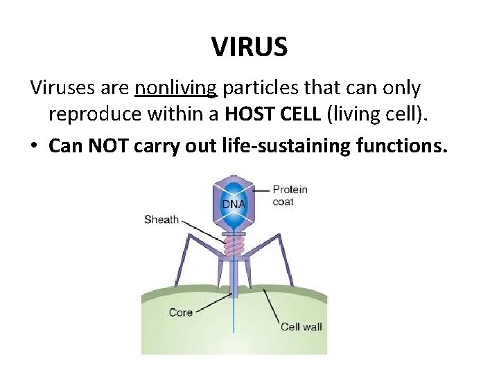 VIRUS Viruses are nonliving particles that can only reproduce within a HOST CELL (living