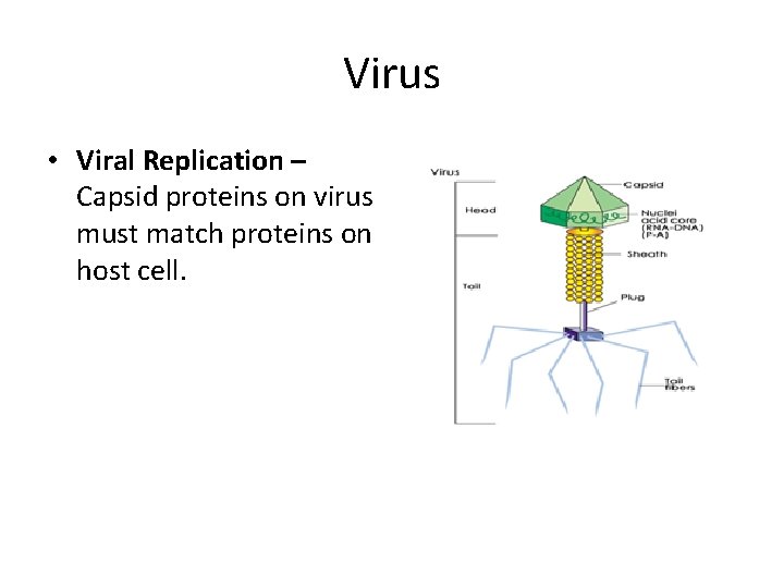 Virus • Viral Replication – Capsid proteins on virus must match proteins on host