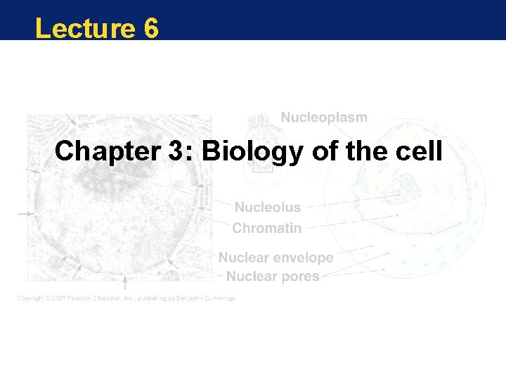 Lecture 6 Chapter 3: Biology of the cell 
