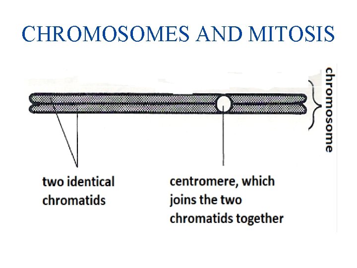 CHROMOSOMES AND MITOSIS 