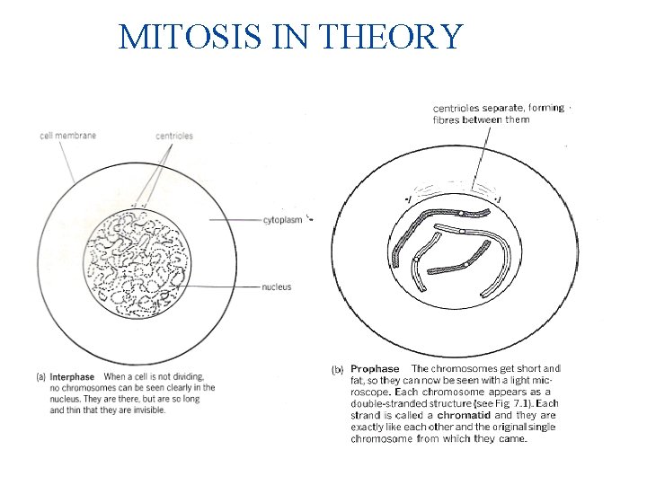 MITOSIS IN THEORY 