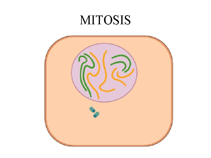 MITOSIS 