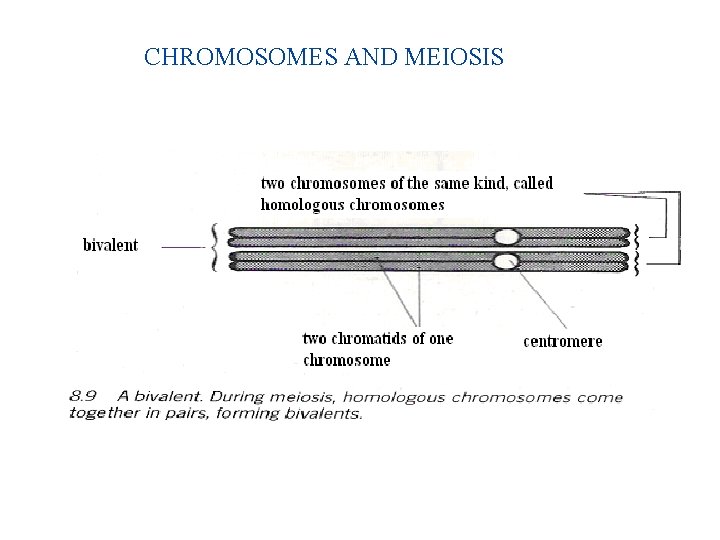 CHROMOSOMES AND MEIOSIS 