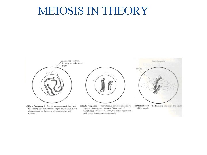 MEIOSIS IN THEORY 